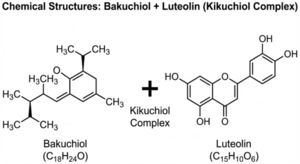 에버온, 키쿠치올 성분 활용 앰플 개발 추진 - 뉴스 썸네일 이미지